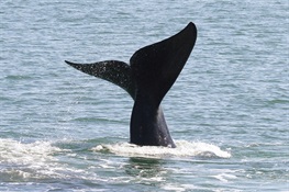 Acoustic Buoy Now Detecting Rare & Endangered Whales  In New York Bight